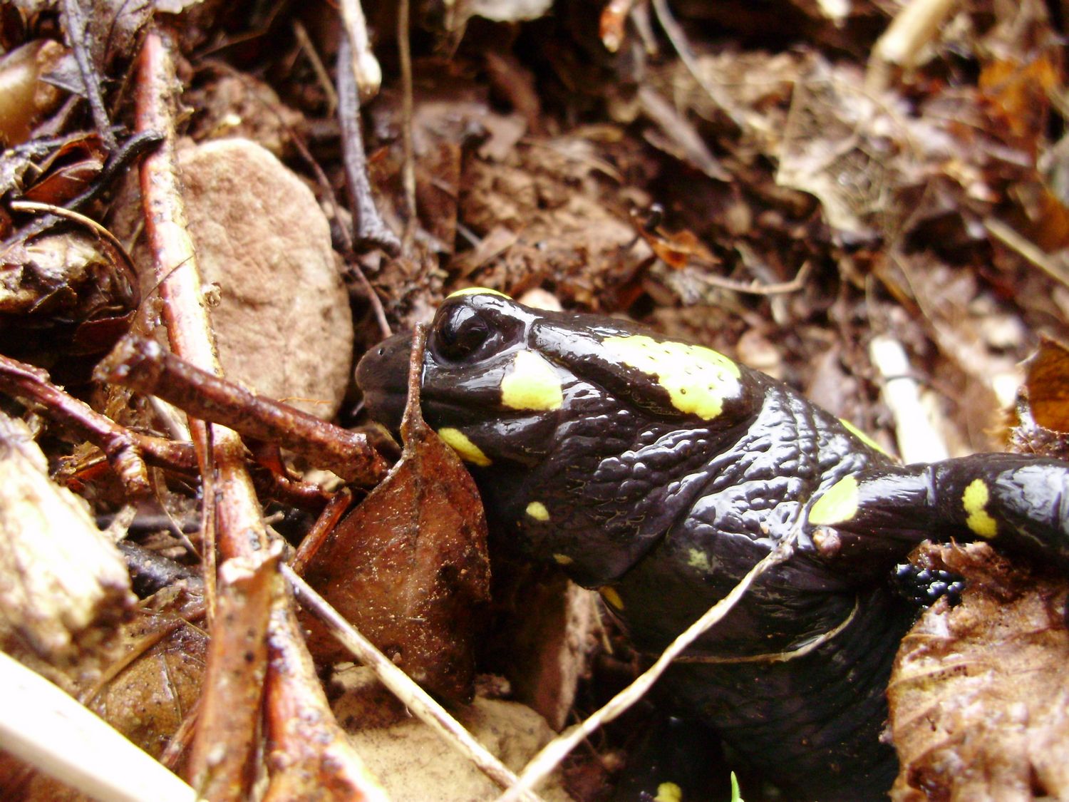 Salamandra beffarda...